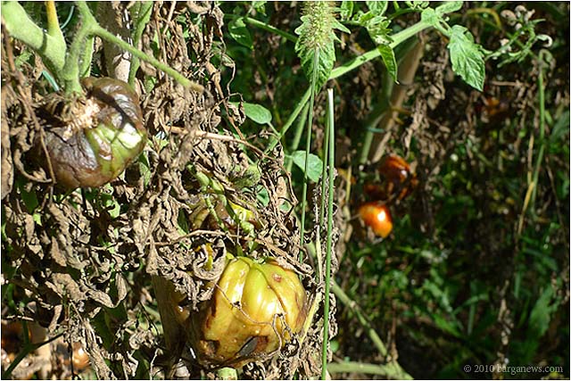 images-of-daily-life-in-barga-3 copy