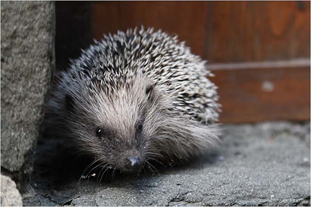 hedgehog in barga