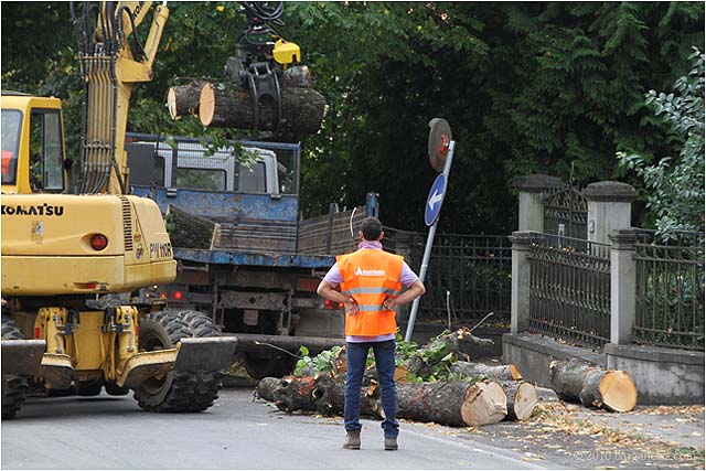 Felling Lime trees starts in Via Funai