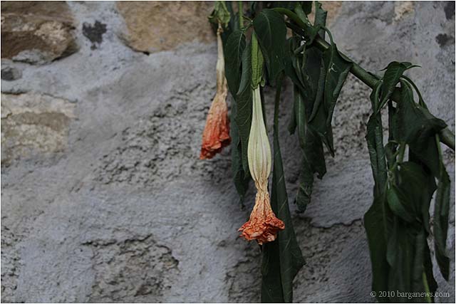 IMG 9200 – 24 October 2010