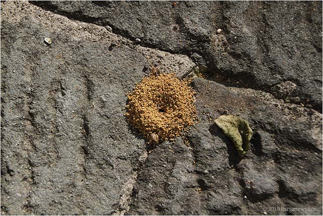 IMG 9499 – 24 October 2010