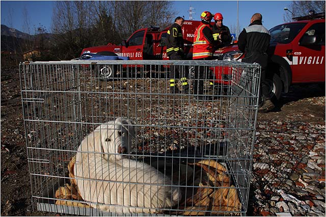 Sniffer dogs return to Terex 2010