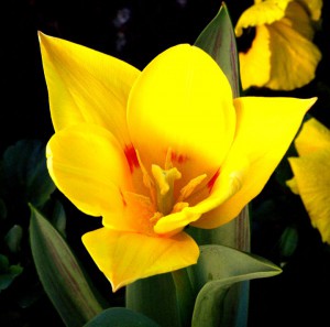 Lo splendore della Privamera (foto di Daniela Marchi)