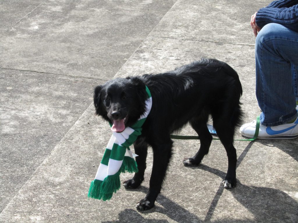 Sconfitta in notturna per i Gatti