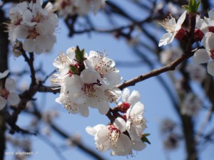 foto_primavera_16-300x2251