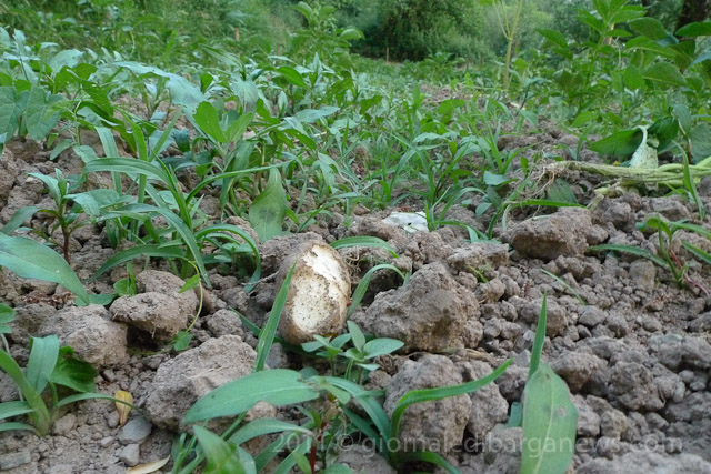 Animals browsing through the potatoes