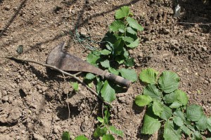 images from daily life in barga