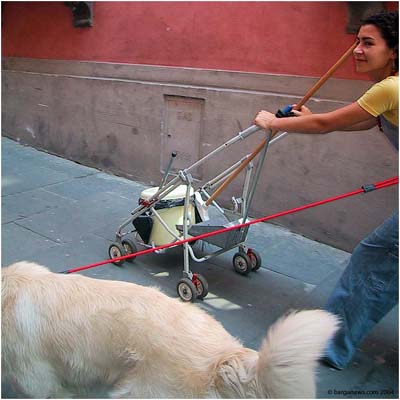 The problem that some dogs leave behind