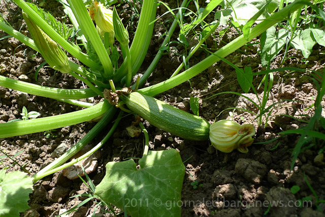 Barga Daily Image – 19 June 2011