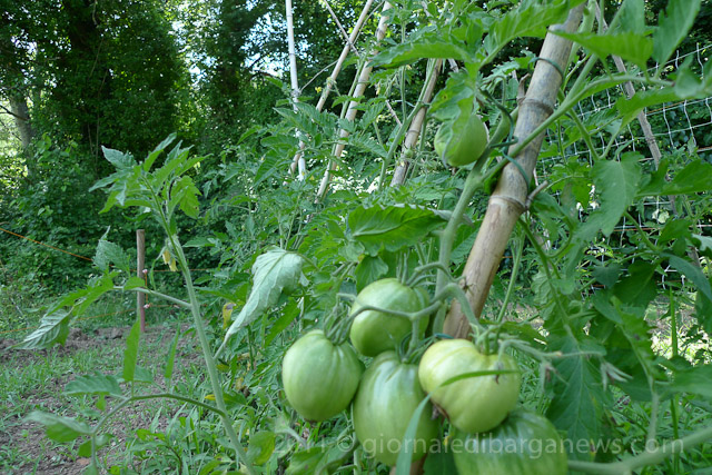 Barga Daily Image – 19 June 2011