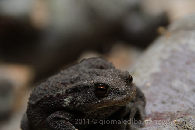 Stacking wood and a hidden toad