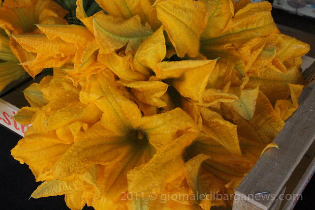 Barga Daily Image – 16 June 2011