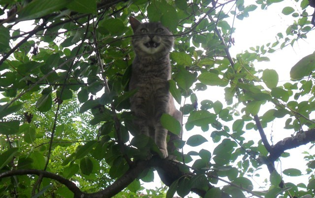 Cat gardeners