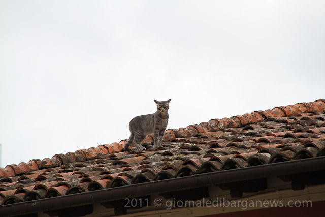 Barga Daily Image – 21 July 2011