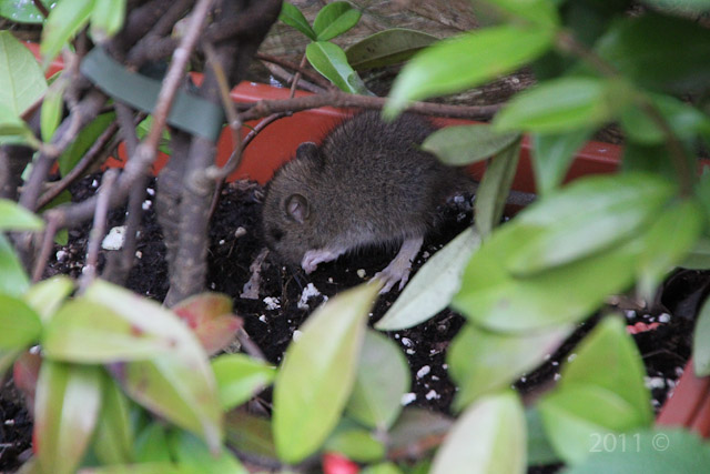 Barga Daily Image – 29 July 2011