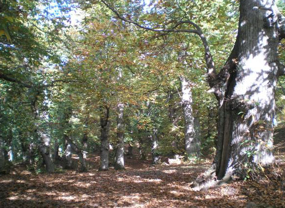 Castagni malati: forse una soluzione ma la strada sarà lunga