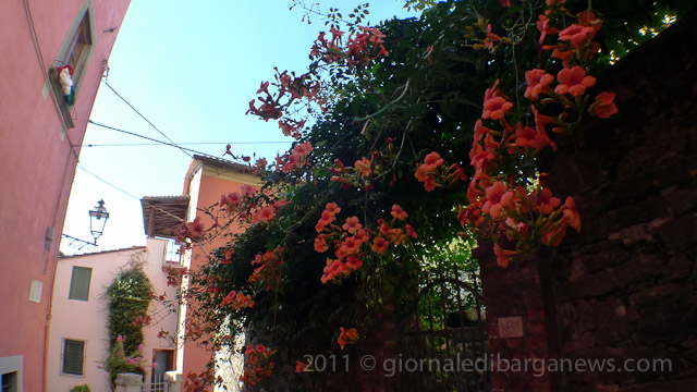 Barga Daily Image – 10 August 2011
