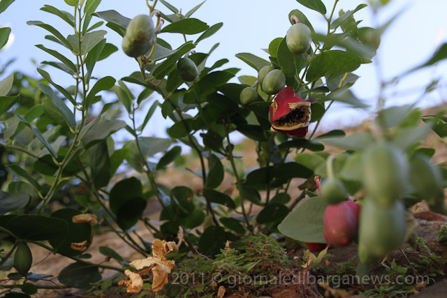 Barga Daily Image – 27 August 2011