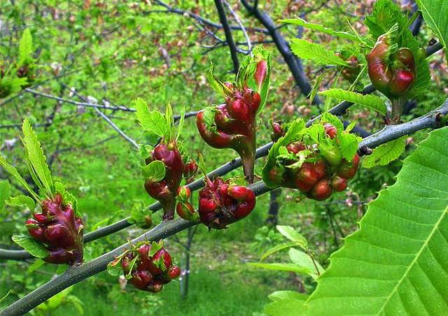 Cinipide: anche i nostri castagni sono già in pericolo. L’appello dei castanicoltori