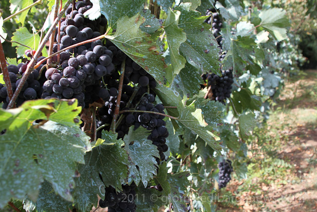 Barga Daily Image – 3 September 2011