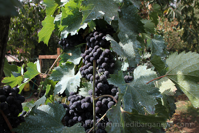 Barga Daily Image – 3 September 2011