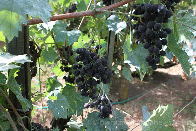 Barga Daily Image – 3 September 2011