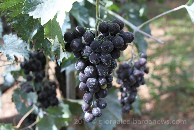 Barga Daily Image – 3 September 2011