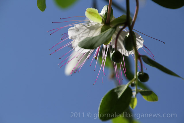 Barga Daily Image – 27 September 2011