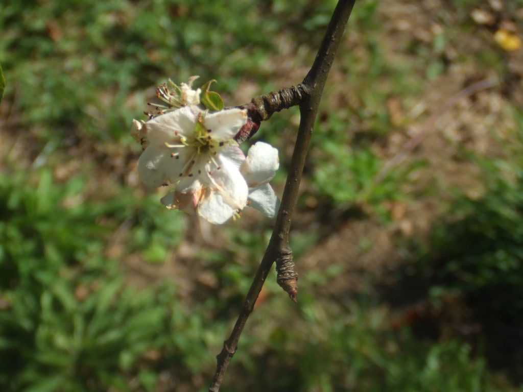 Meli in fiore a Fiattone!