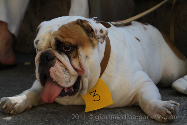 2nd Annual dog show in Barga