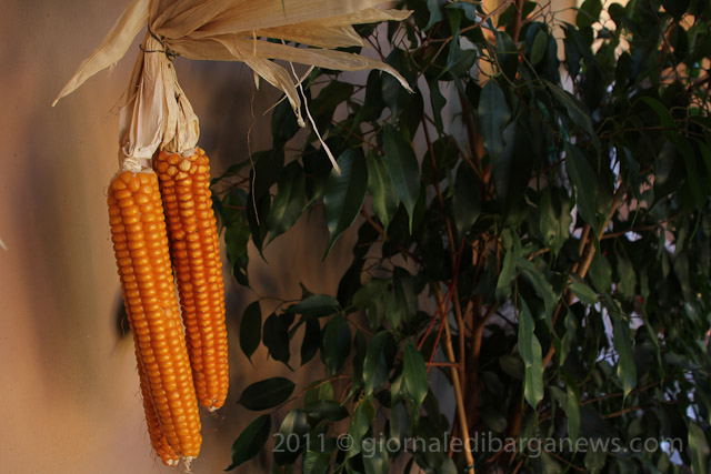 Barga Daily Image – 6 October 2011