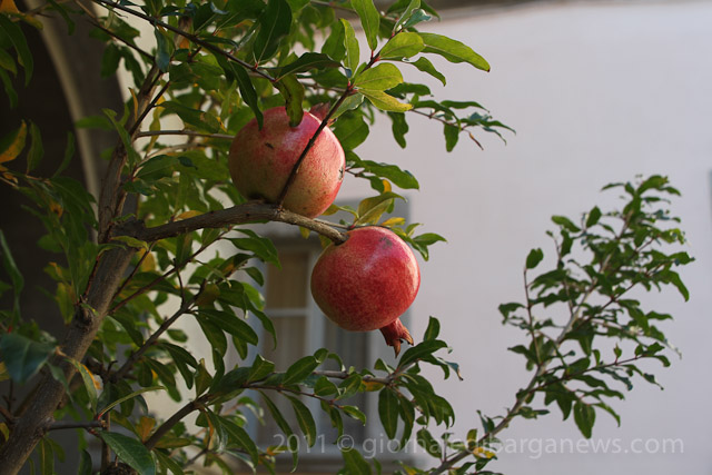 Barga Daily Image – 23 October 2011