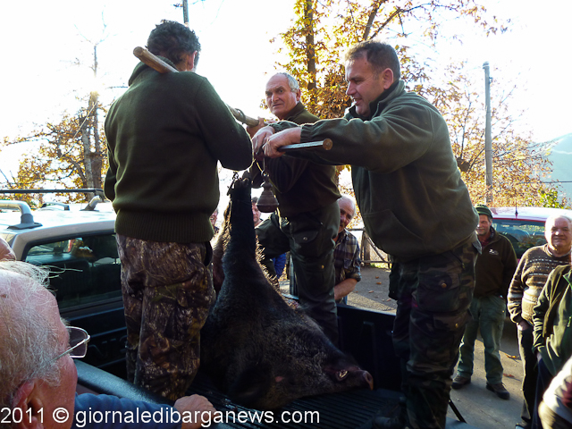 Cinghiale da record a Renaio