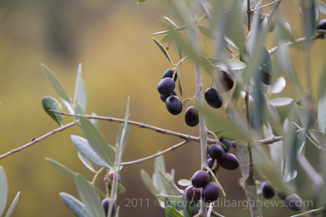 Barga Daily Image – 3 November 2011