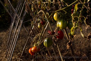 images from daily life in barga