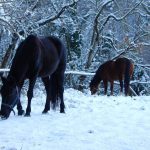 cavalli nella neve