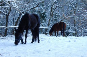 cavalli nella neve