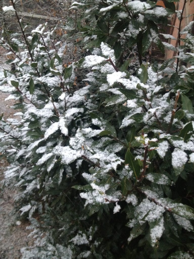 Mercoledi ancora freddo, giovedi breve tregua, arriva la neve?