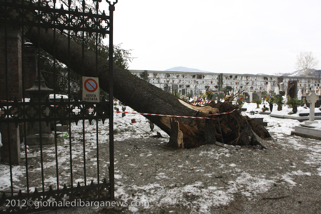 Cade albero al cimitero, nessun danno