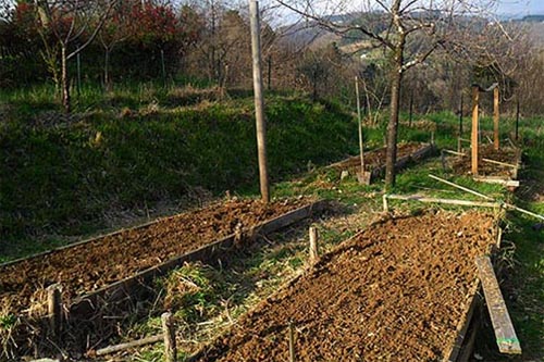 No-plant, dig only vegetable garden
