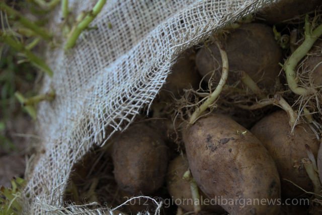 50 kg of seed potatoes