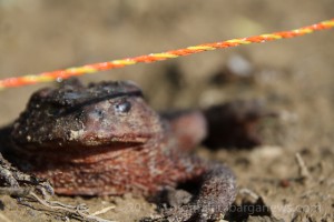 images from daily life in barga