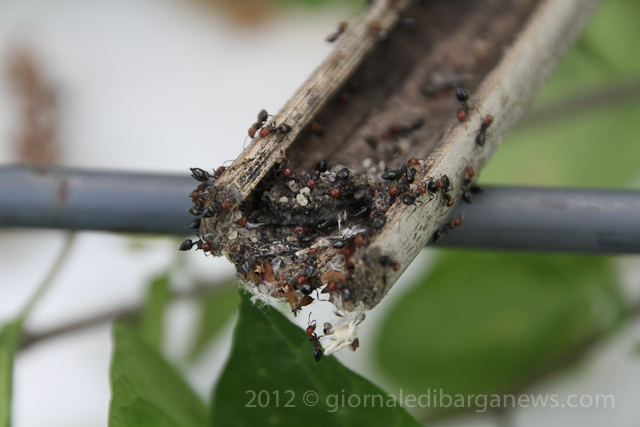 Grey bamboo, red ants and water siphons