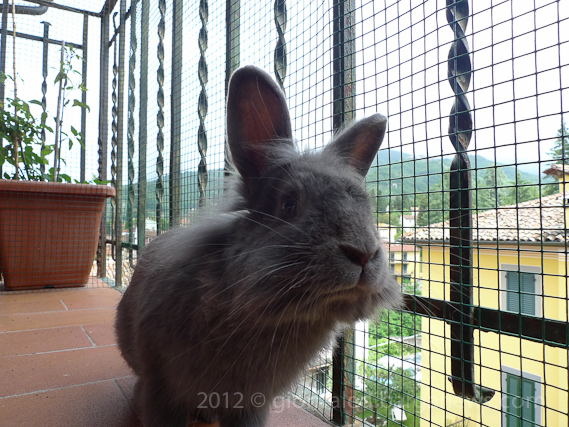 Time for the secret weapon on the vegetable garden