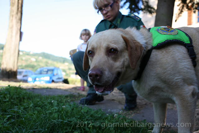 Confirmed 5 dogs poisoned in Barga