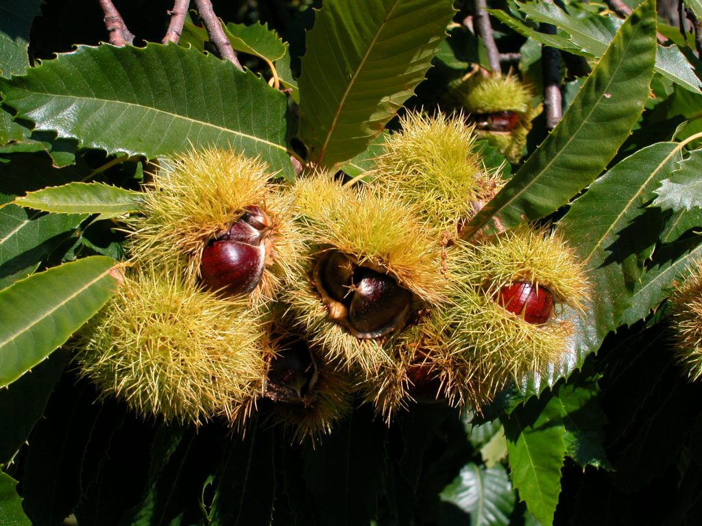… era il pane dei poveri