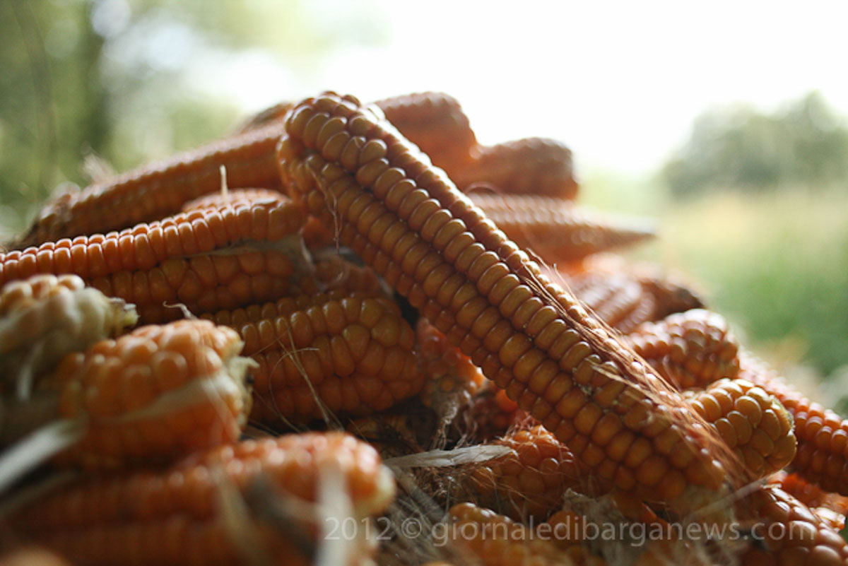 Barga Daily Image – 11 September 2012