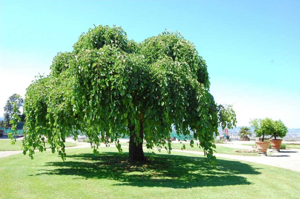 Sei regole per un albero felice (il nostro!)