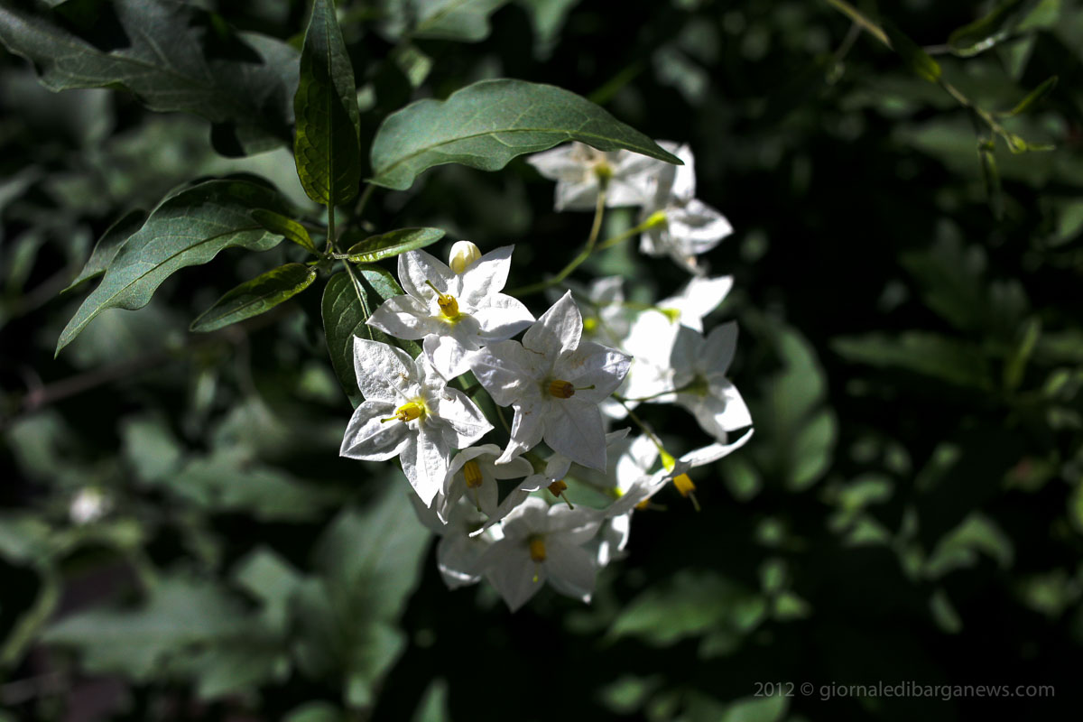 Barga Daily Image – 18 October 2012