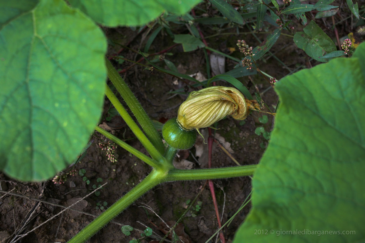 Barga Daily Image – 10 October 2012